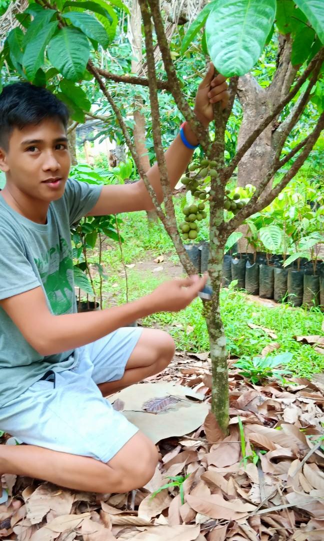 Grafted Longkong Lanzones, Furniture & Home Living, Gardening, Plants