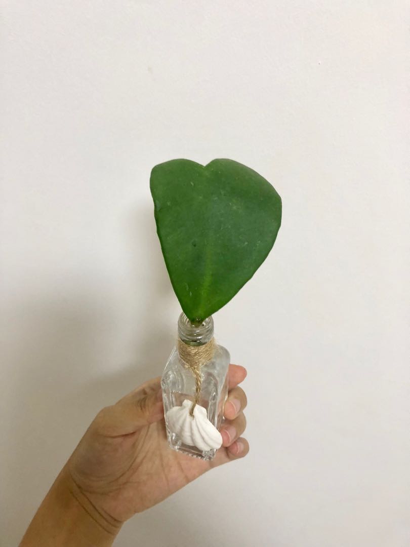 Hoya Kerrii Cutting Heart Shaped Hoya Rooted Furniture Home Living Gardening Plants Seeds On Carousell
