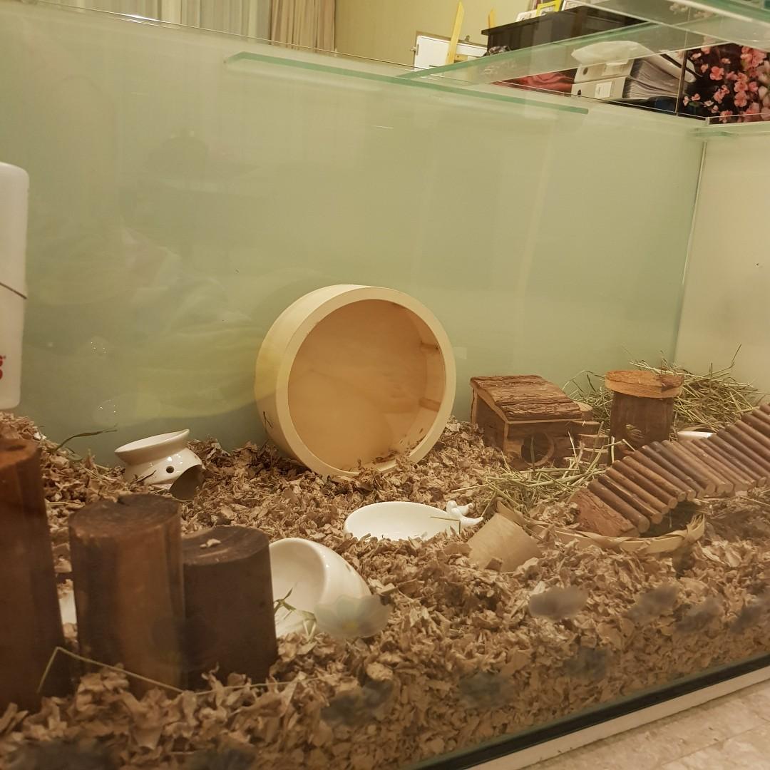 fish tank for guinea pig