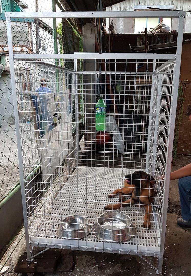 American clearance bully cage
