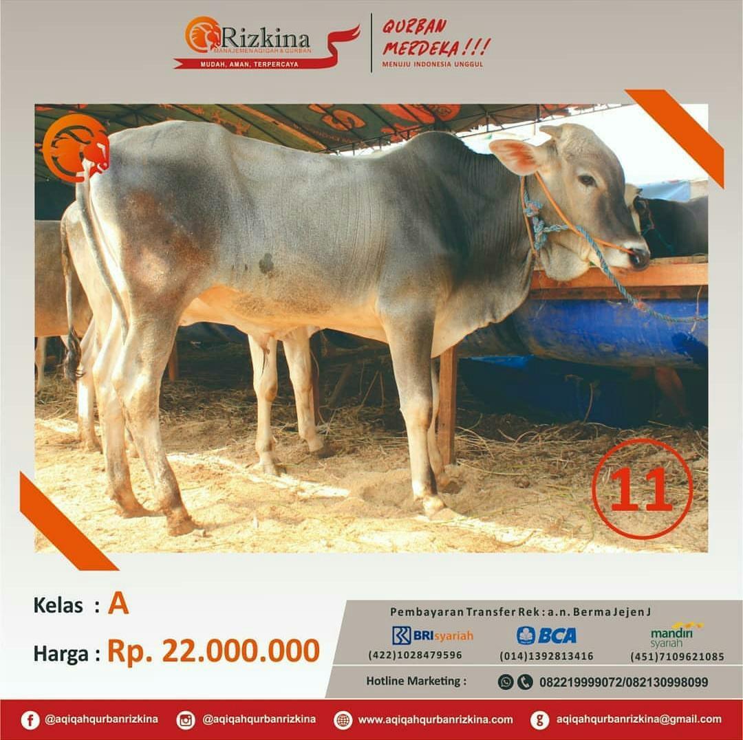 Hewan Qurban Pet Supplies Accessories On Carousell