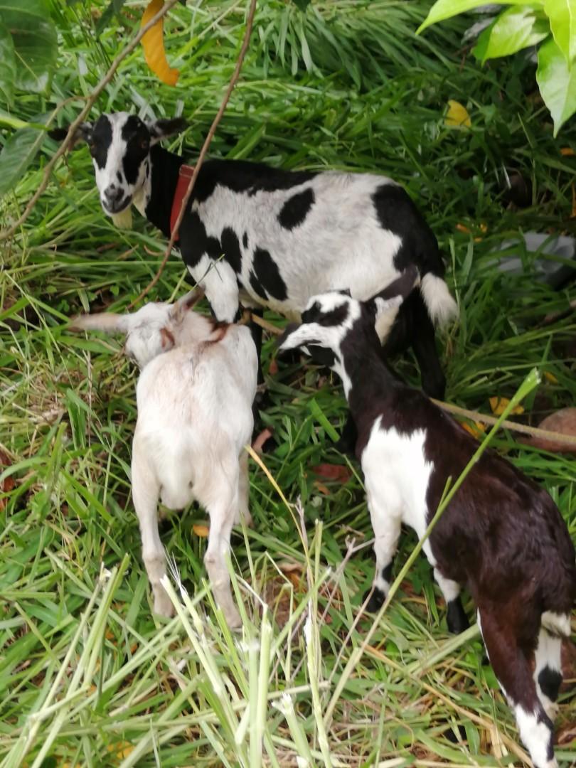 Kambing Goat Everything Else Others On Carousell