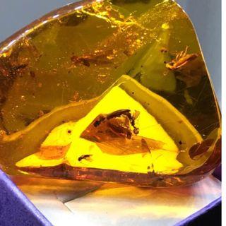 UNRN10 BALTIC AMBER CUT WITH CLEAR DETAILS OF INCLUSIONS