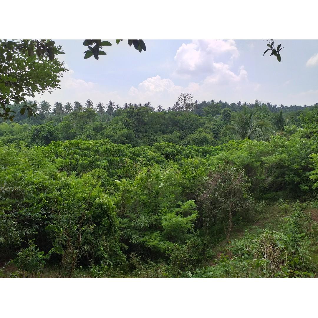 Farm in Candelaria, Quezon, Property, For Sale, Lot on Carousell