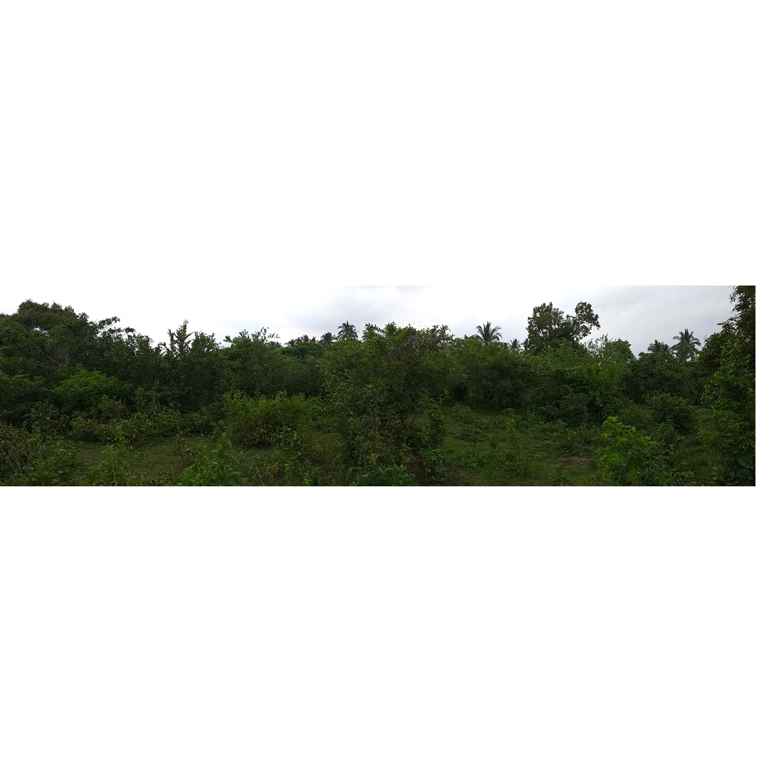 Farm in Candelaria, Quezon, Property, For Sale, Lot on Carousell