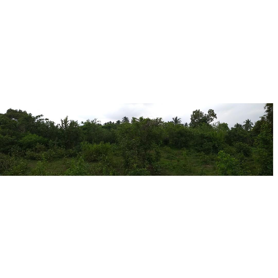 Farm in Candelaria, Quezon, Property, For Sale, Lot on Carousell