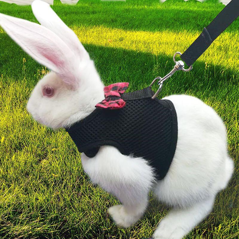Pet Harness Cat Dog Rabbit Bow Tie Jacket Pc078 Ta Pet Supplies
