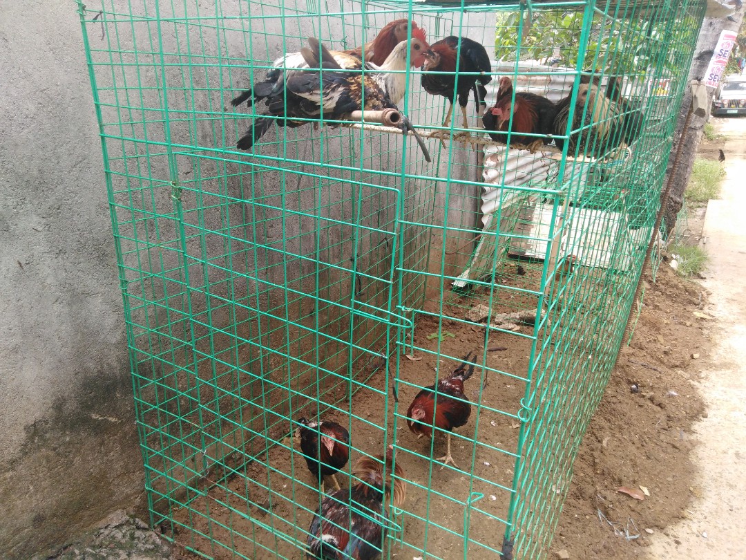 Get Wallpaper Quality And Authentic Gamefowl Looking For On Carousell Free HD