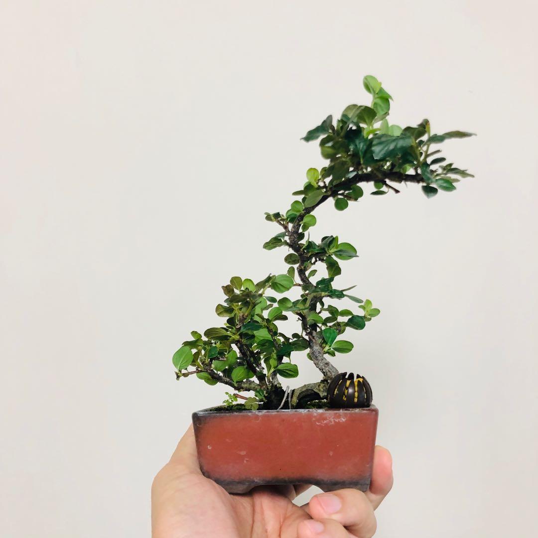 日本紅紫檀盆栽 傢俬 家居 家居裝飾 人工植物盆栽 Carousell