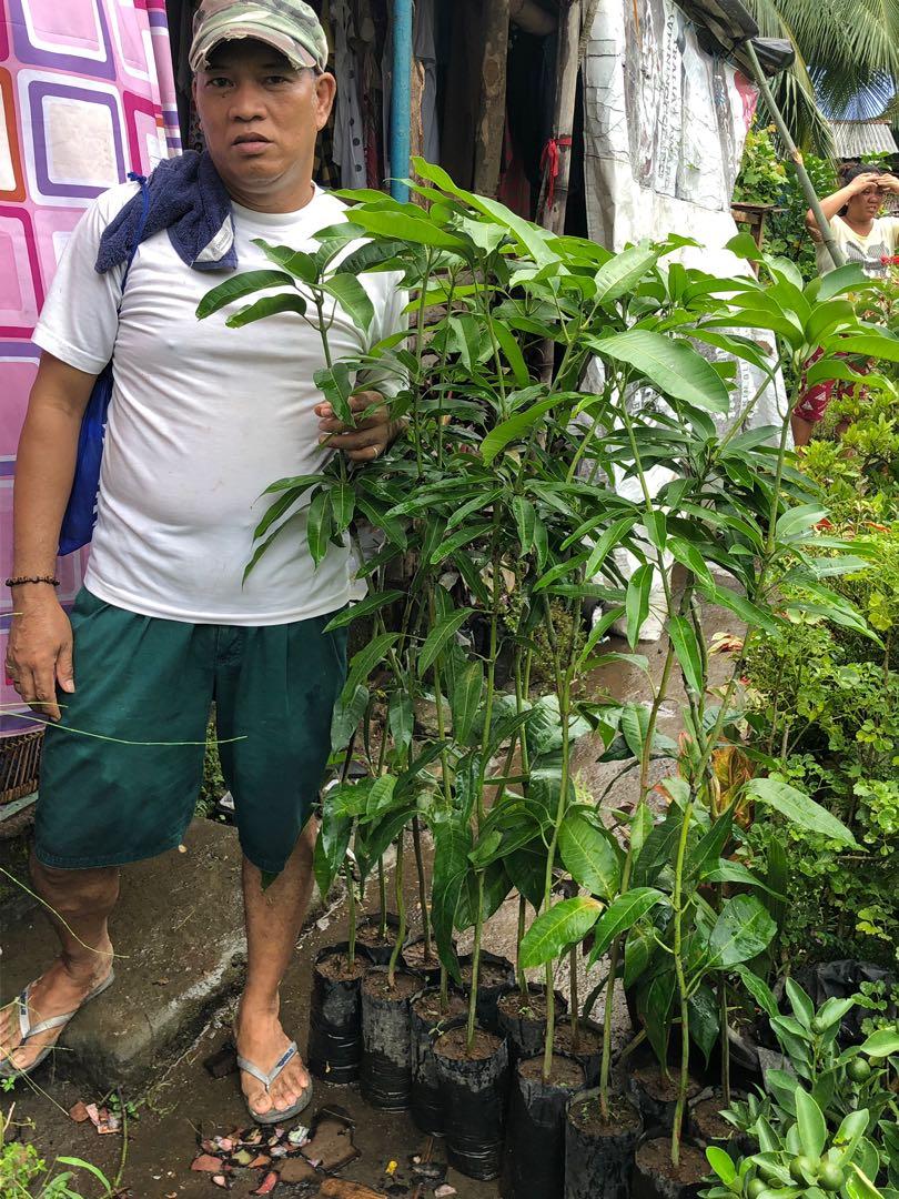Carabao Mango for Sale (Category: Plants & Seeds) located in Calamba. Submitted by qualityfruittrees25 (Listing ID 241392000, Image 2). Description: We have different sizes of the plants.