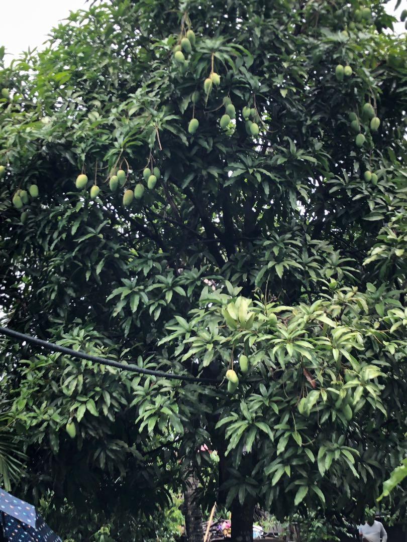 Carabao Mango for Sale (Category: Plants & Seeds) located in Calamba. Submitted by qualityfruittrees25 (Listing ID 241392000, Image 1). Description: We have different sizes of the plants.