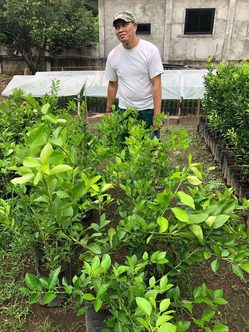 Dayap (Native Lime) Plant for sale, Furniture &amp; Home