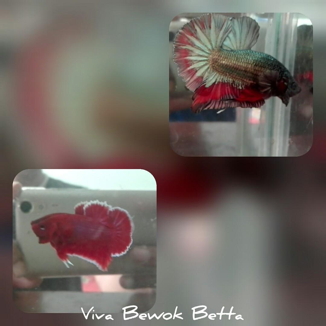 Jual Ikan Cupang Hias Pet Supplies Accessories On Carousell