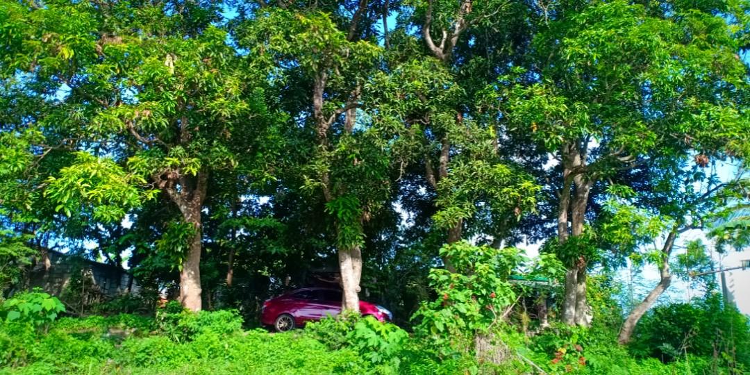 Lot For Sale Cuenca, Batangas (1,000 sqm) (2000php per sqm), Property, For Sale, Lot on Carousell