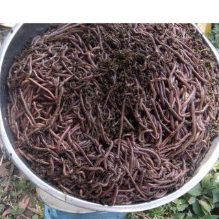 African Night Crawler, ANC, Vermicast  and Vermicompost