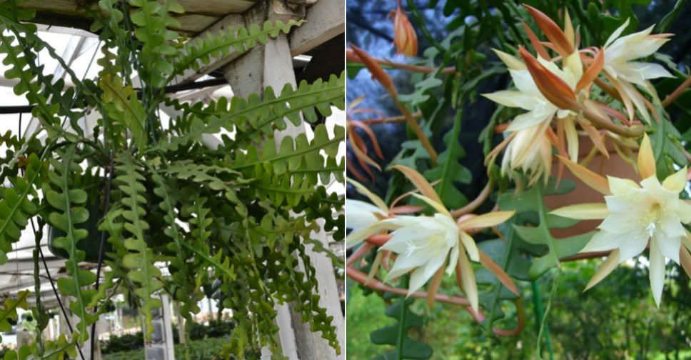 Houseplants Epiphyte Epiphyllum Fishbone Zig Zag Ric Rac Orchid Cactus