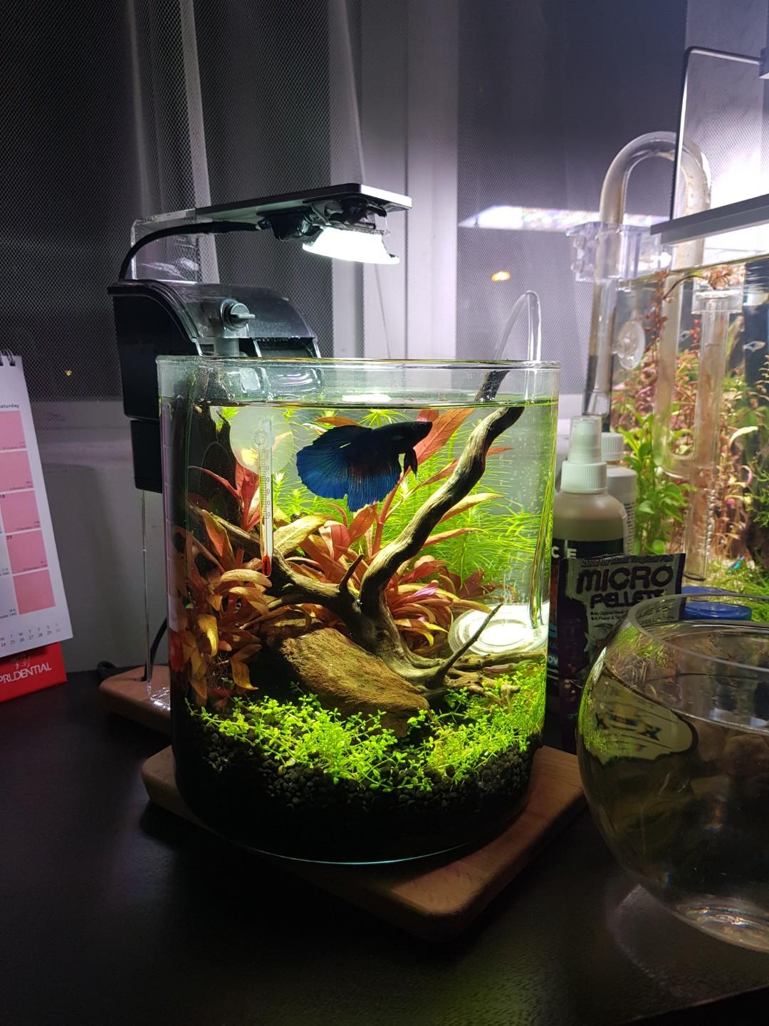 Download 510 Koleksi Background Hitam Aquascape Gratis Terbaru