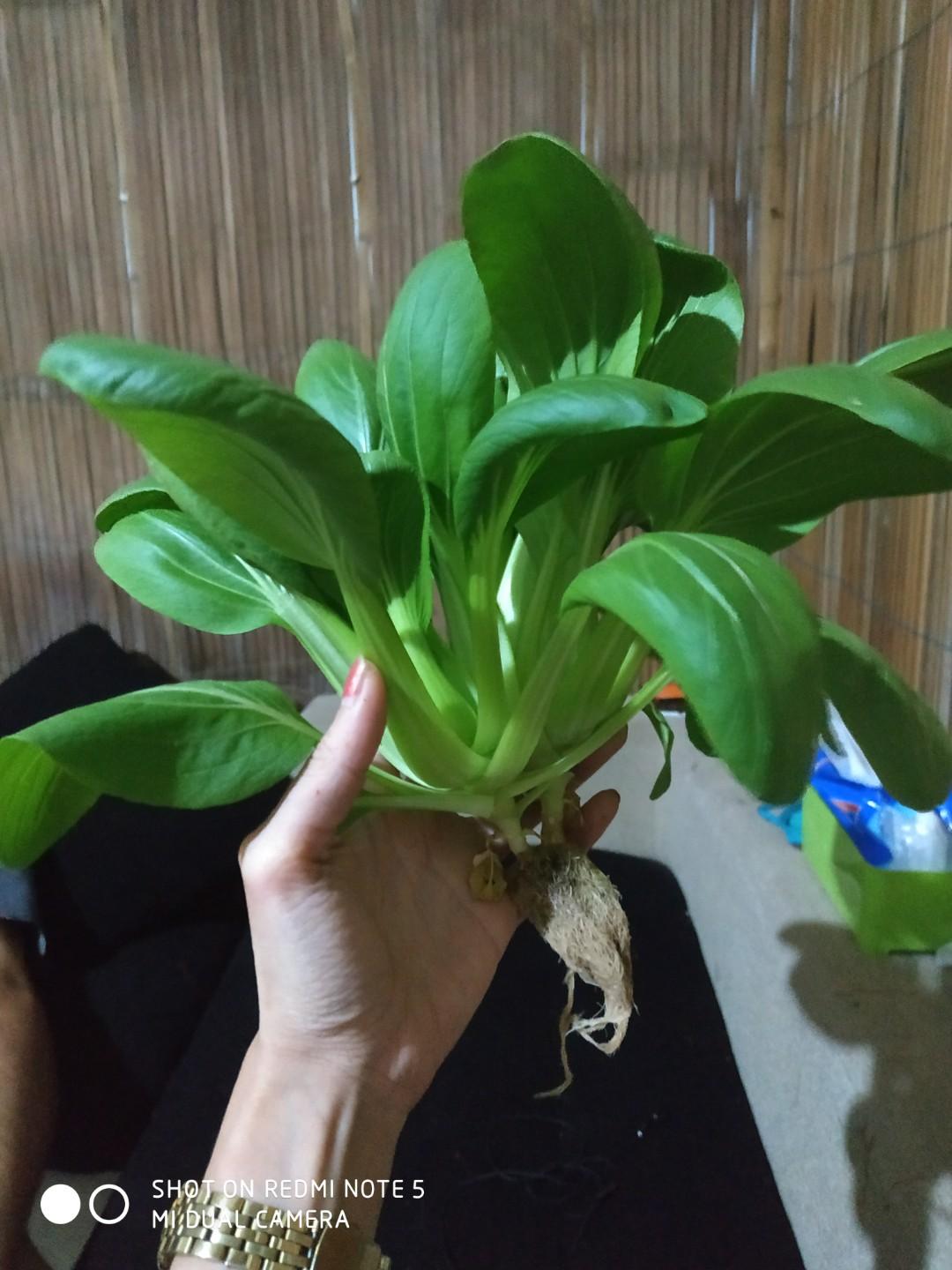 Baby Pakcoy Hidroponik Gardening On Carousell