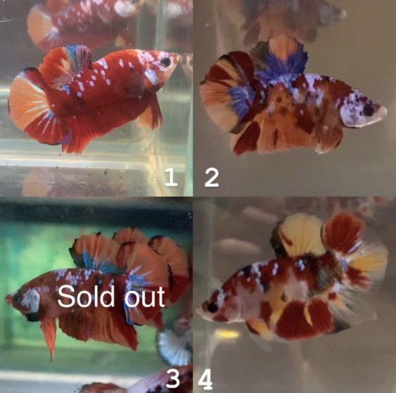 Cupang Plakat Nemo Galaxy Candy 7 Perlengkapan Hewan Aksesoris Hewan Di Carousell