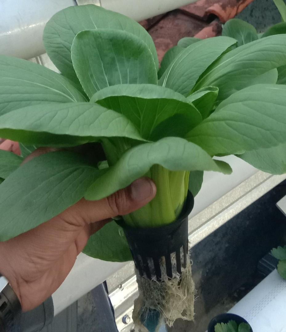 Sayuran Hidroponik Baby Pakcoy Gardening On Carousell