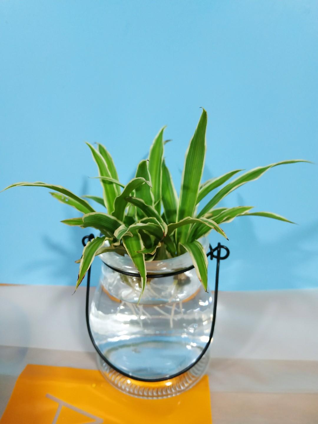 金邊吊蘭空氣淨化植物purifier Plant 極簡主義療愈系 傢俬 家居 Gardening Plants Carousell