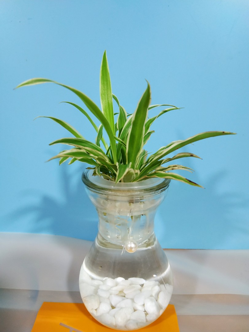 金邊吊蘭空氣淨化植物purifier Plant 極簡主義療愈系 傢俬 家居 Gardening Plants Carousell