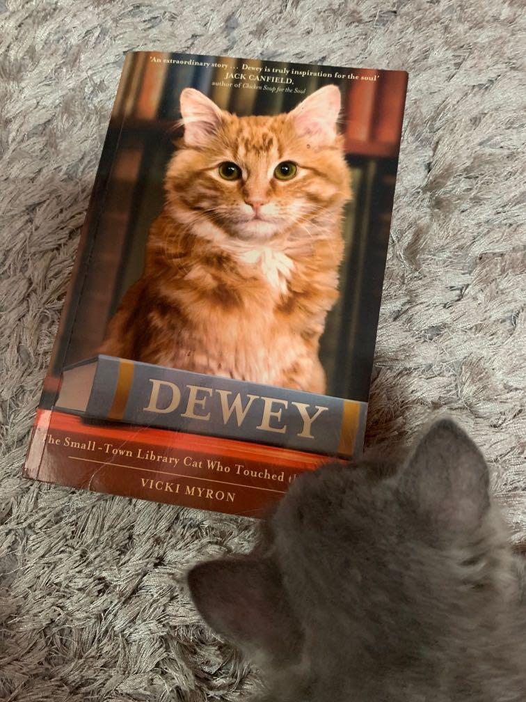 Dewey Social Sciences The Small Town Library Cat Who Touched The World Pwex Org