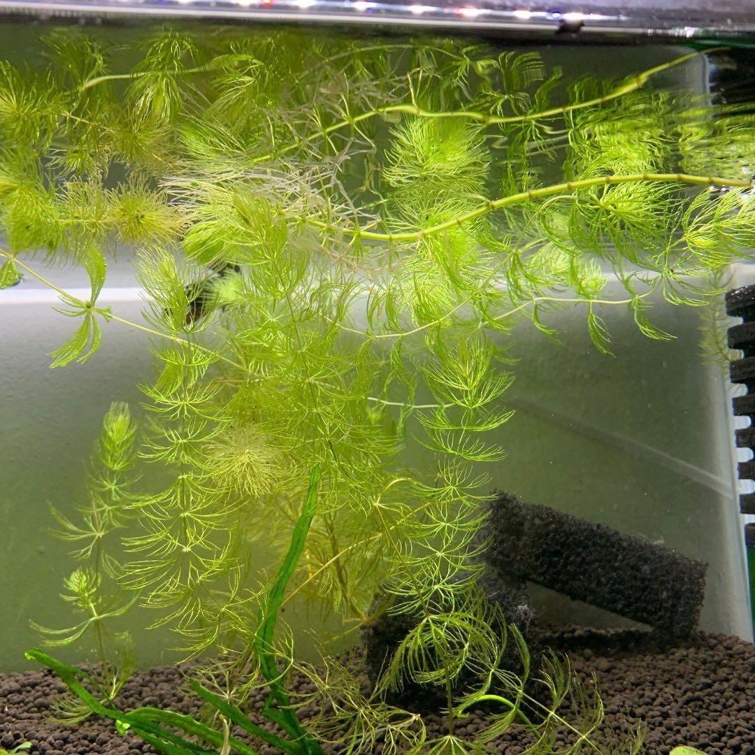 Best plants shop for guppy fry