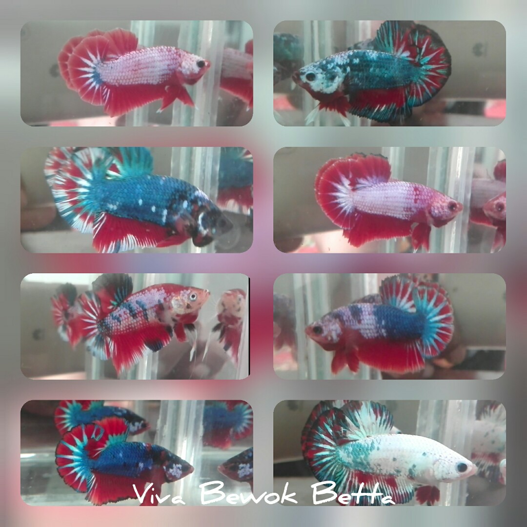 Ikan Cupang Hias Fancy Line Hellboy Perlengkapan Hewan Aksesoris Hewan Di Carousell