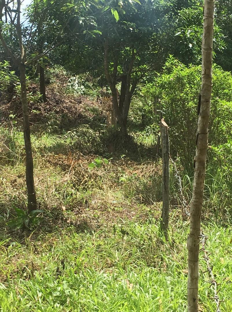 Lot for Sale near San Vicente Airport in Palawan, Property, For Sale