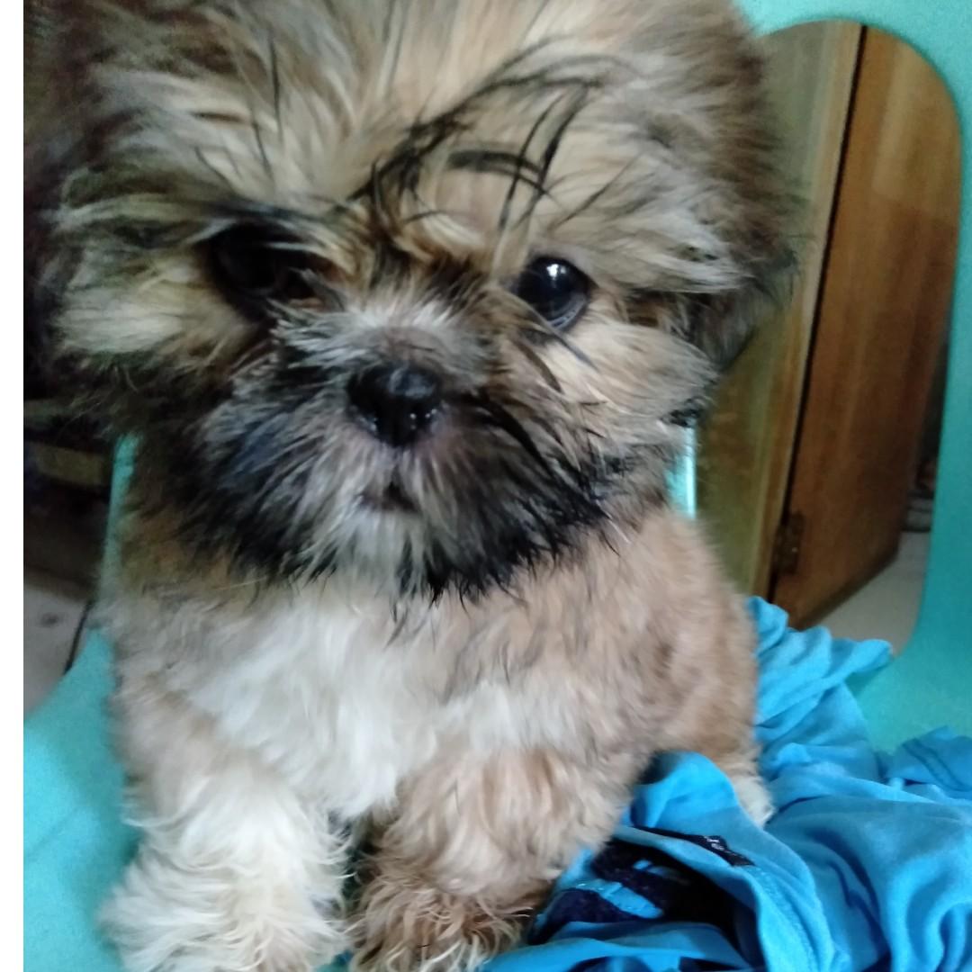 shih tzu princess type female