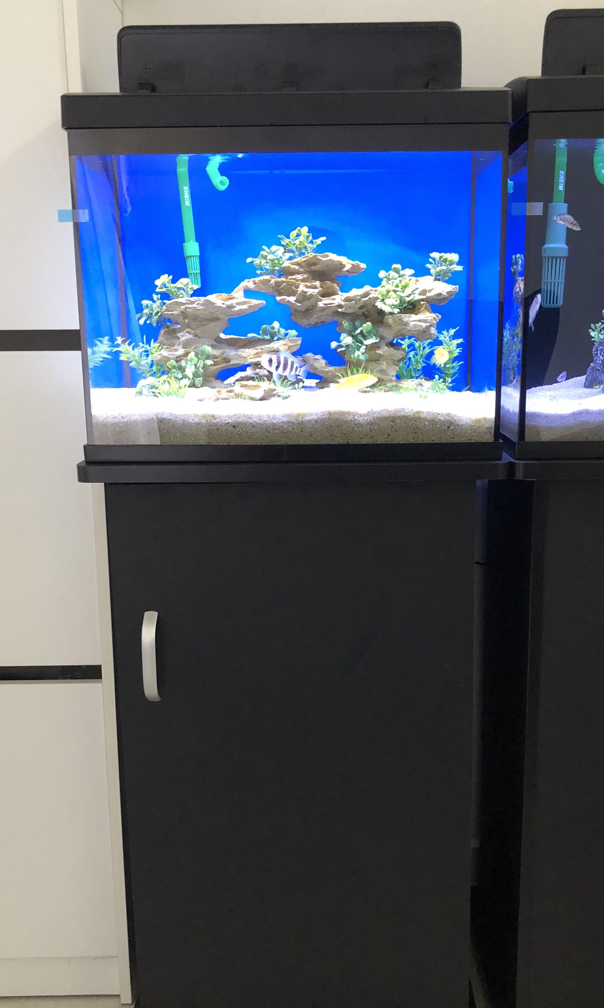 Aquarium Set With Cabinet Eheim 250 2213 Canister Filter Pet Supplies Pet Accessories On Carousell