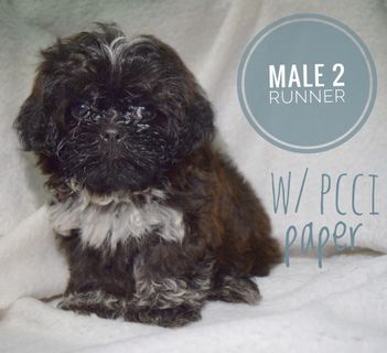 99+ Shih Tzu For Sale Philippines 2k