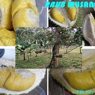 RAUB FRESH DURIAN MUSANG KING