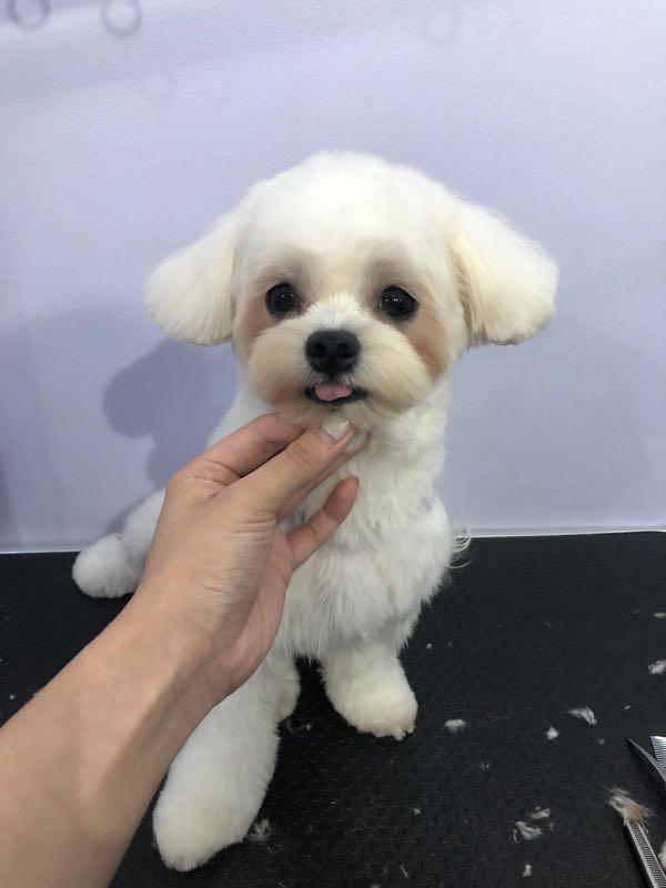 Professional Dog Grooming Pet Supplies For Dogs Health Grooming On Carousell