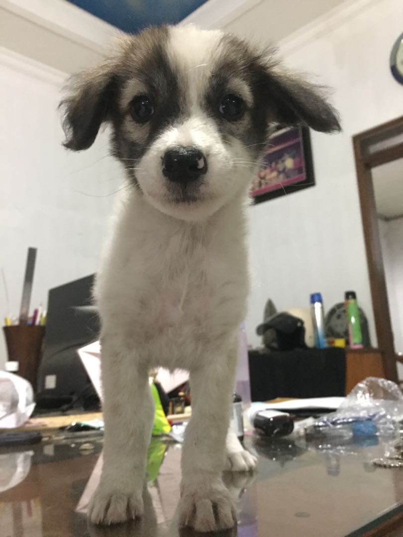 Anjing Mix Husky Labrador Pet Supplies Food On Carousell