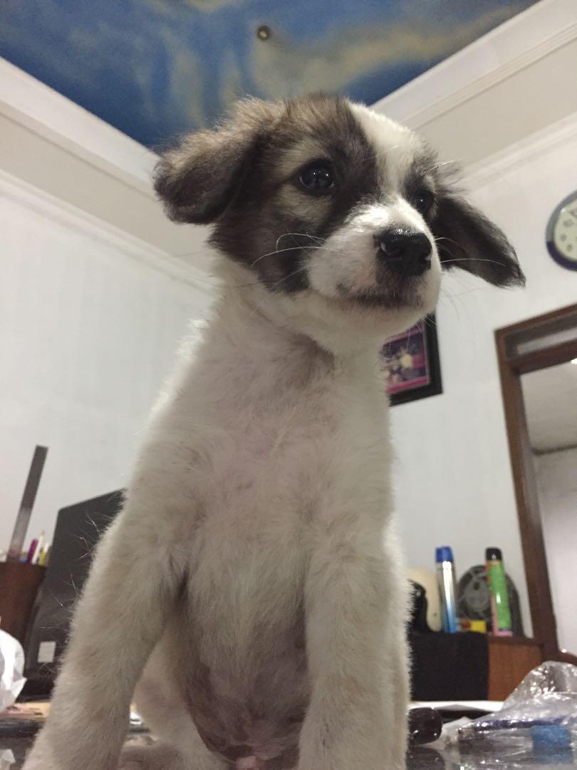 Anjing Labrador Husky