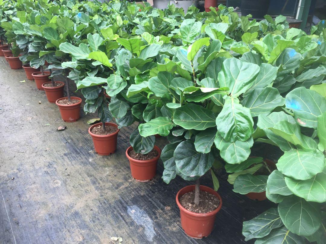 ficus lyrata 1.3-1.6mtr