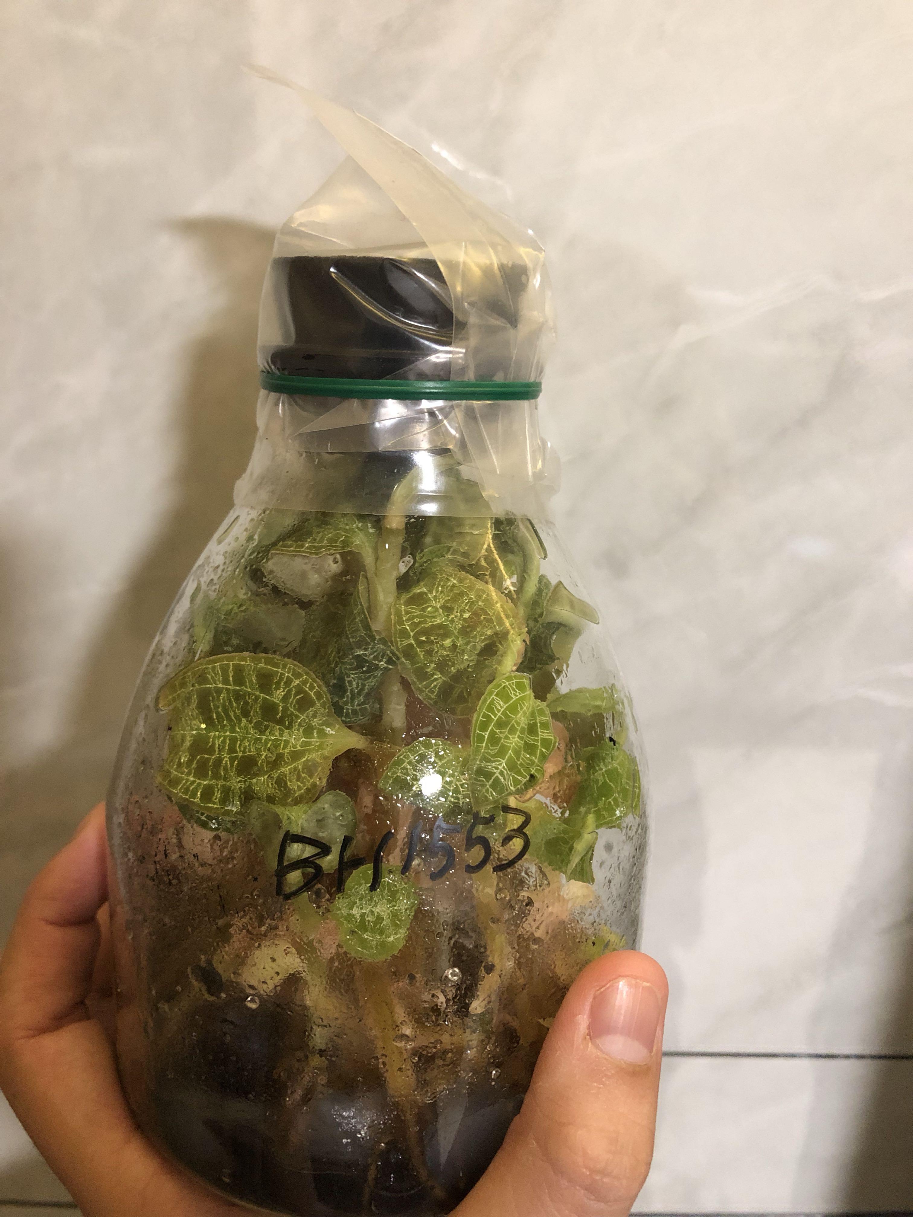 Jewel Orchid Flask Macodes Pelota 2 Gardening Plants On Carousell