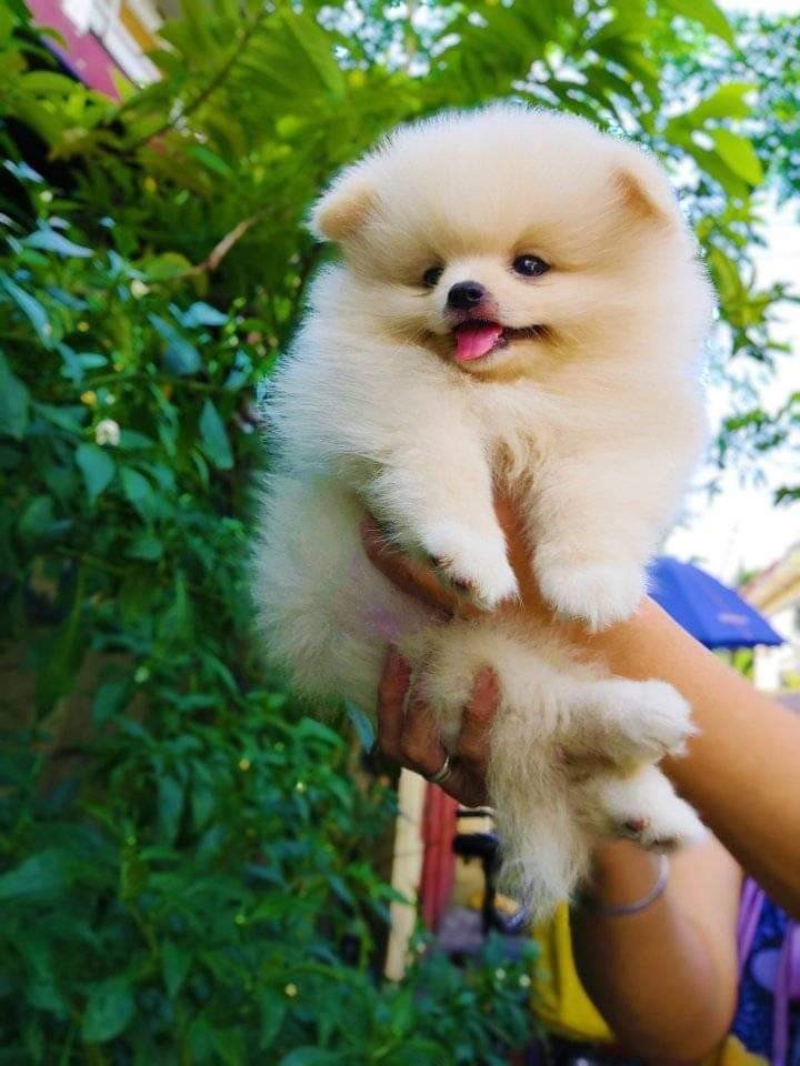 Thai pomeranian sales