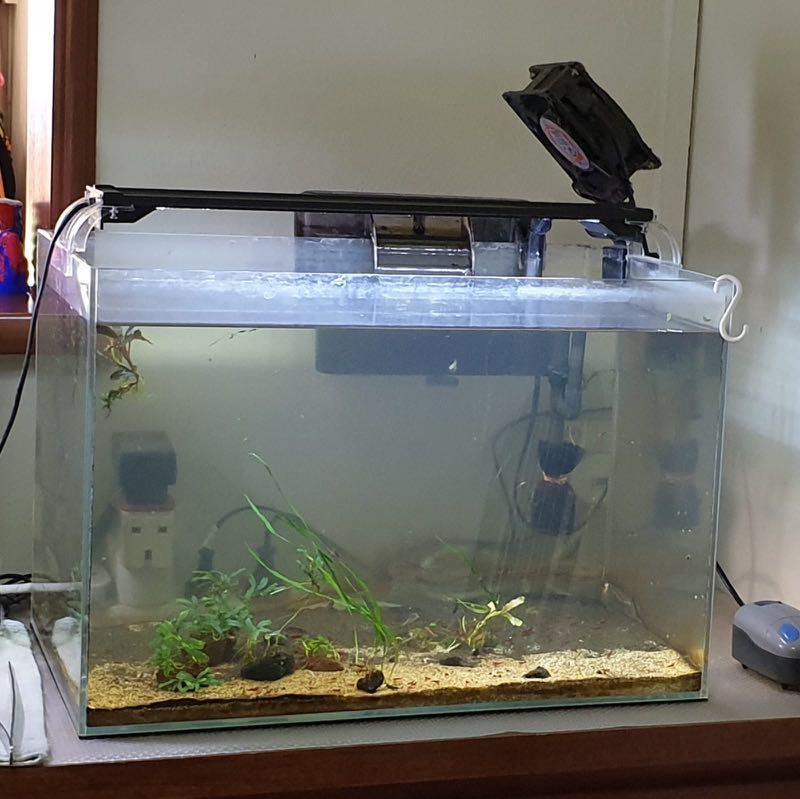 Ouderling Karakteriseren Afkorting 50cm fish tank & light, Pet Supplies, Homes & Other Pet Accessories on  Carousell