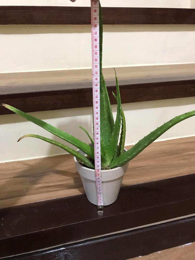 Aloe Vera In White Pot On Carousell