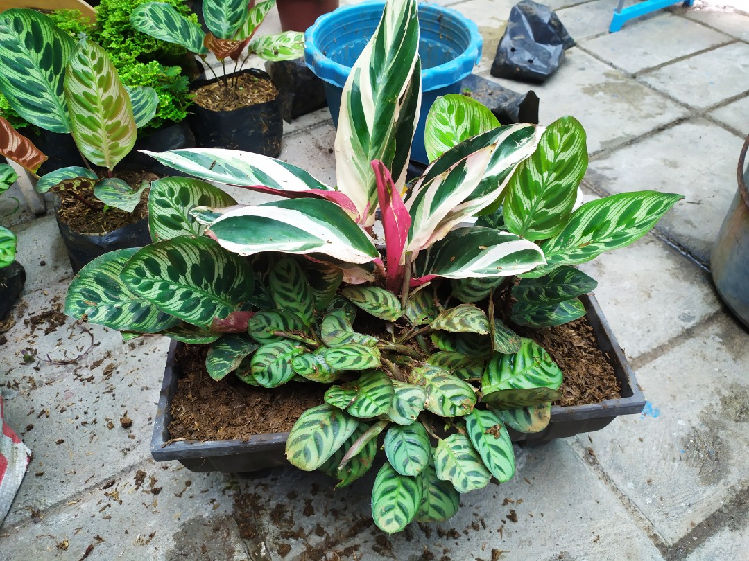 Indoor Garden Plants Gardening Flowers Plants On Carousell