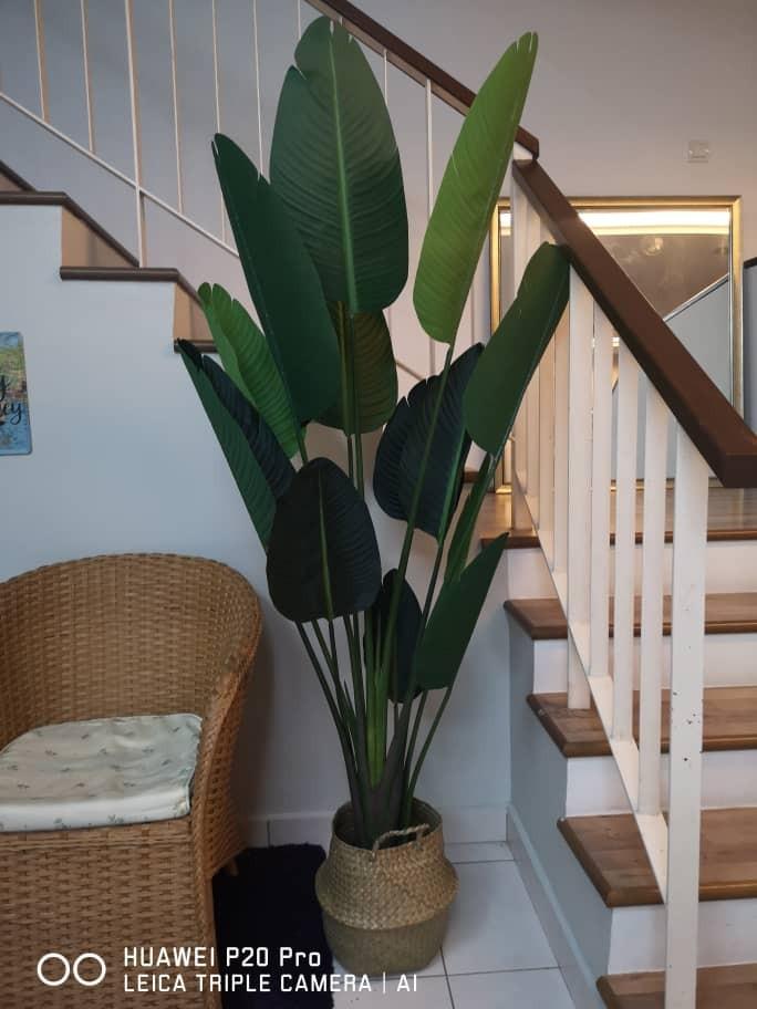 High Quality Pokok Pisang Viral Home Furniture Home Decor On Carousell