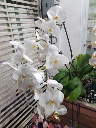 Orchids Imported