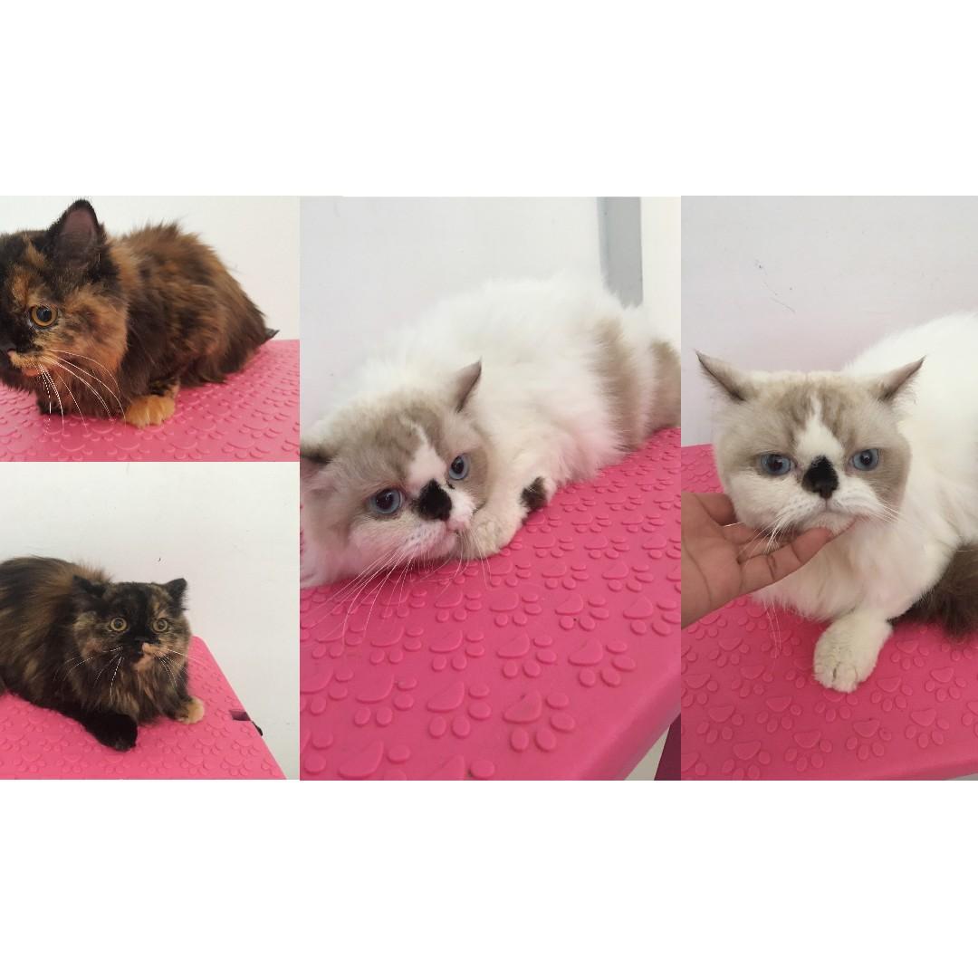 Basic Cat Grooming (Category: Pet Care Services) located in Singapore. Submitted by littlebeanpets (Listing ID 217067296, Image 2). Description: Basic cat grooming @ $42. If transport (2-way) needed, additional $20-40 only depending on location :) Includes: 1) Eye, Ear, Nose Cleaning 2) Bath (Anti-Bacterial Shampoo/Conditioning) 3) Blow-Dry 4) Nail Clipping *** Do take note we do not do flea treatments *** Please PM..
