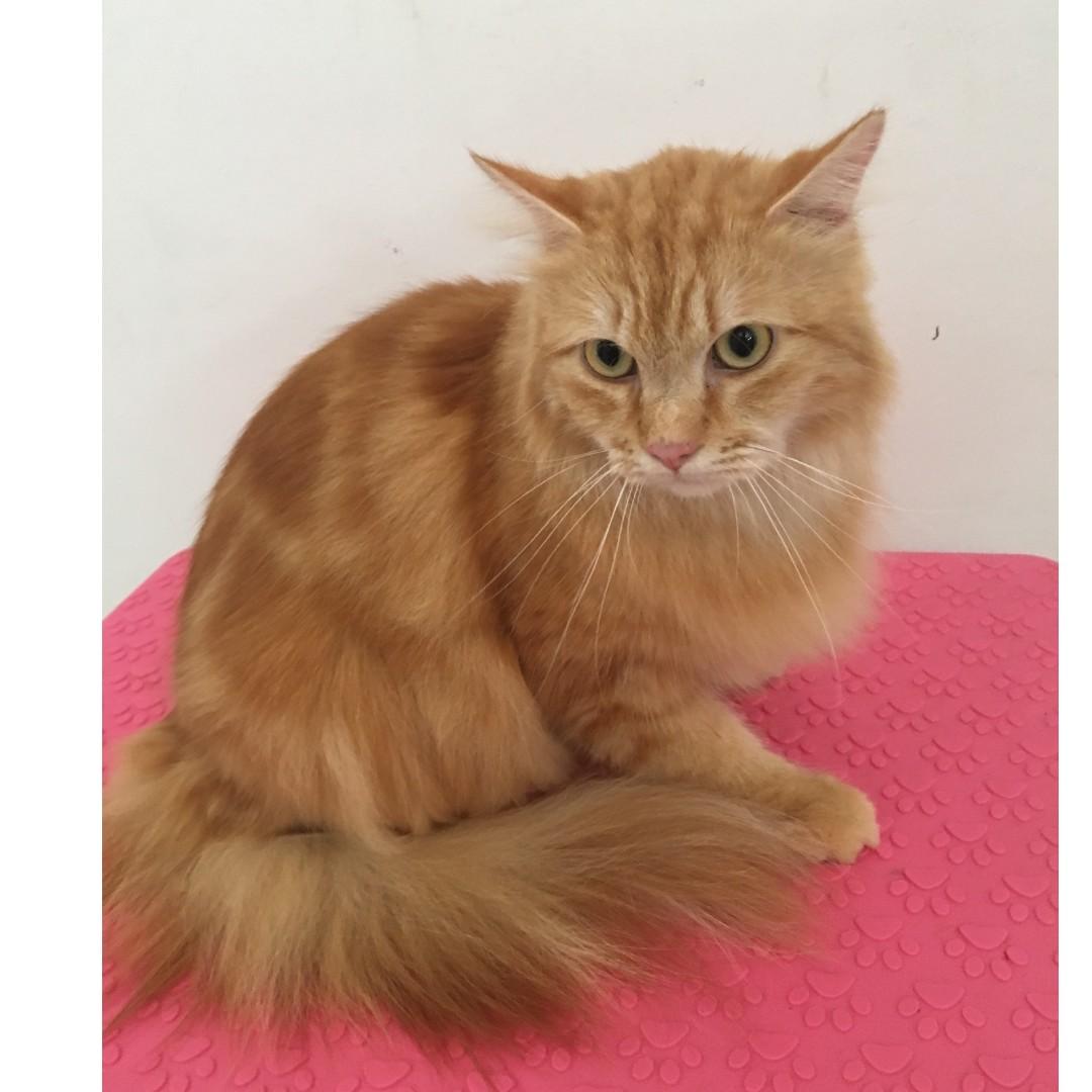 Basic Cat Grooming (Category: Pet Care Services) located in Singapore. Submitted by littlebeanpets (Listing ID 217067296, Image 3). Description: Basic cat grooming @ $42. If transport (2-way) needed, additional $20-40 only depending on location :) Includes: 1) Eye, Ear, Nose Cleaning 2) Bath (Anti-Bacterial Shampoo/Conditioning) 3) Blow-Dry 4) Nail Clipping *** Do take note we do not do flea treatments *** Please PM..
