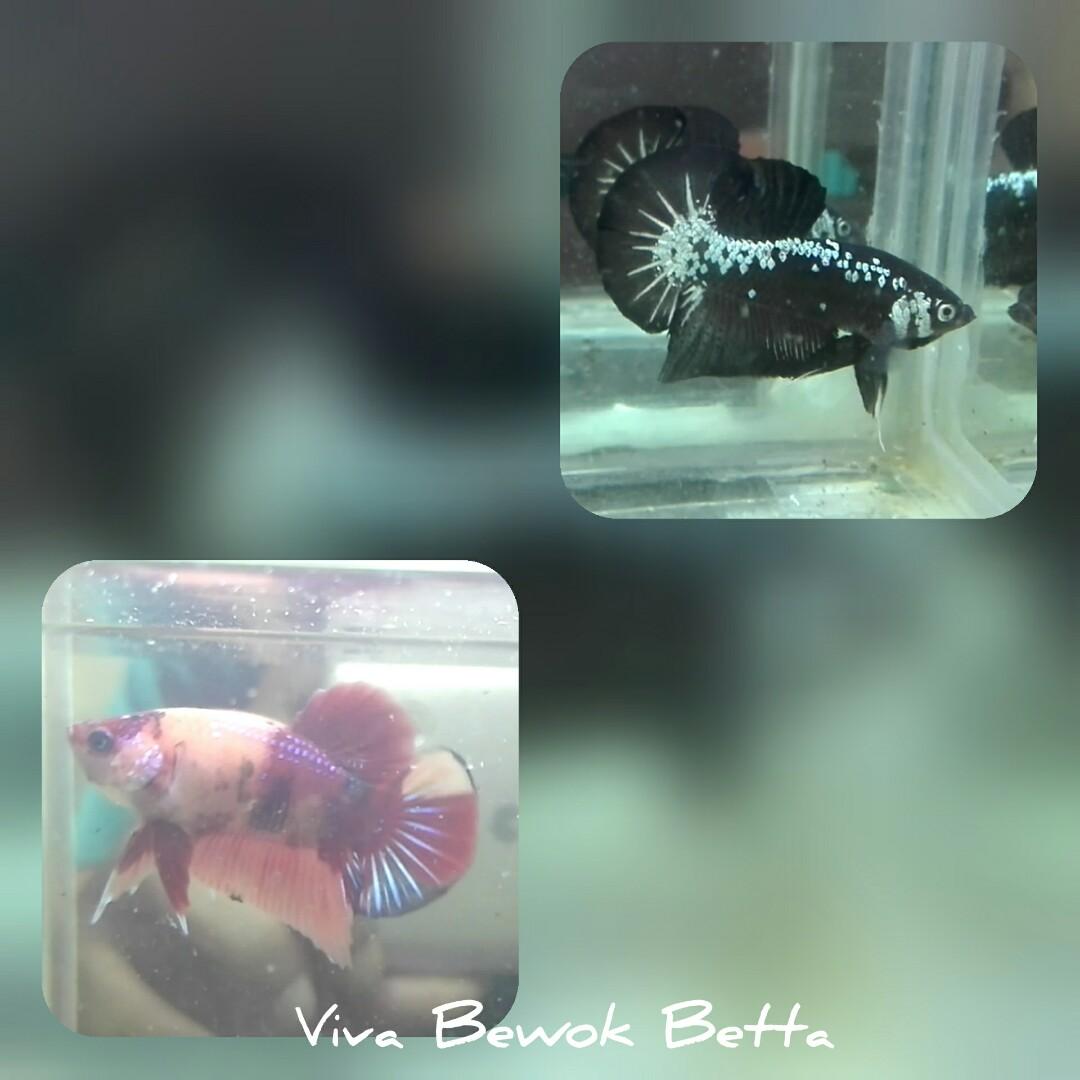 Ikan Cupang Hias Black Mamba Pet Supplies Accessories On Carousell
