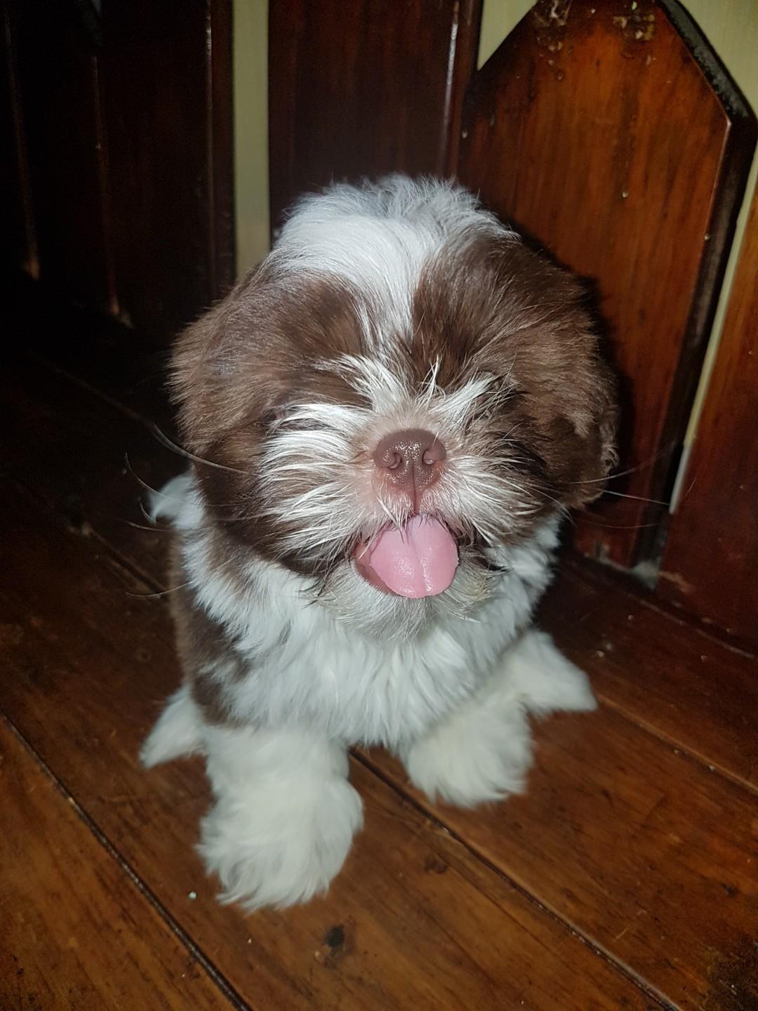 Shih tzu princess type 2 hot sale months old