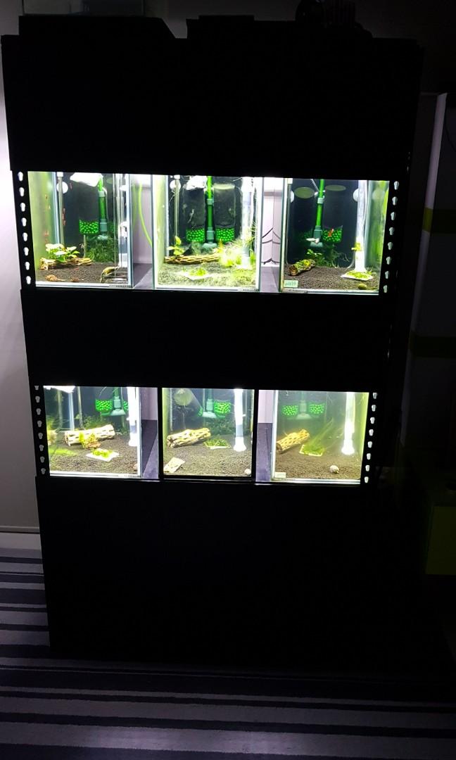 Shrimp/Fish Rack full setup (plug and play), Pet Supplies, Homes ...